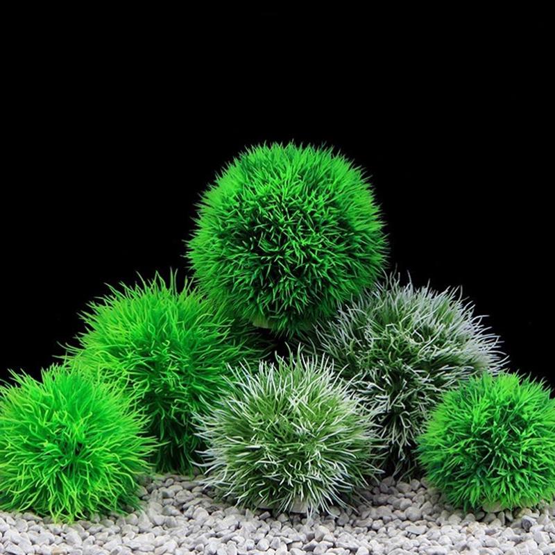 Aquarium Plant Echinodorus - Marimo Moss Balls Live Aquarium Plant