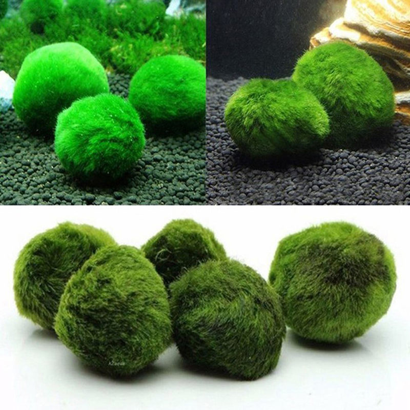 Aquarium Plant Echinodorus - 3-4cm Marimo Moss Balls Live Aquarium