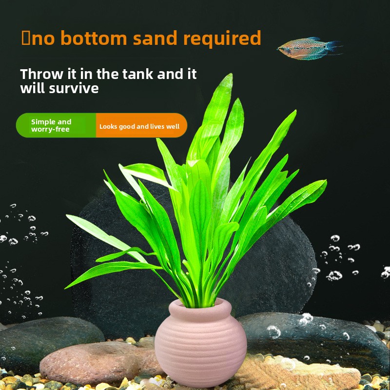 cmomo Aquarium Plant Anchors - - Planted Aquarium Anubias recension och pris