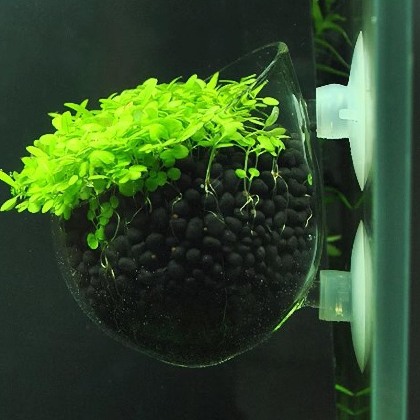 Aquarium Plant Holder Glass Aq - Aquarium Plant Growing recension och pris