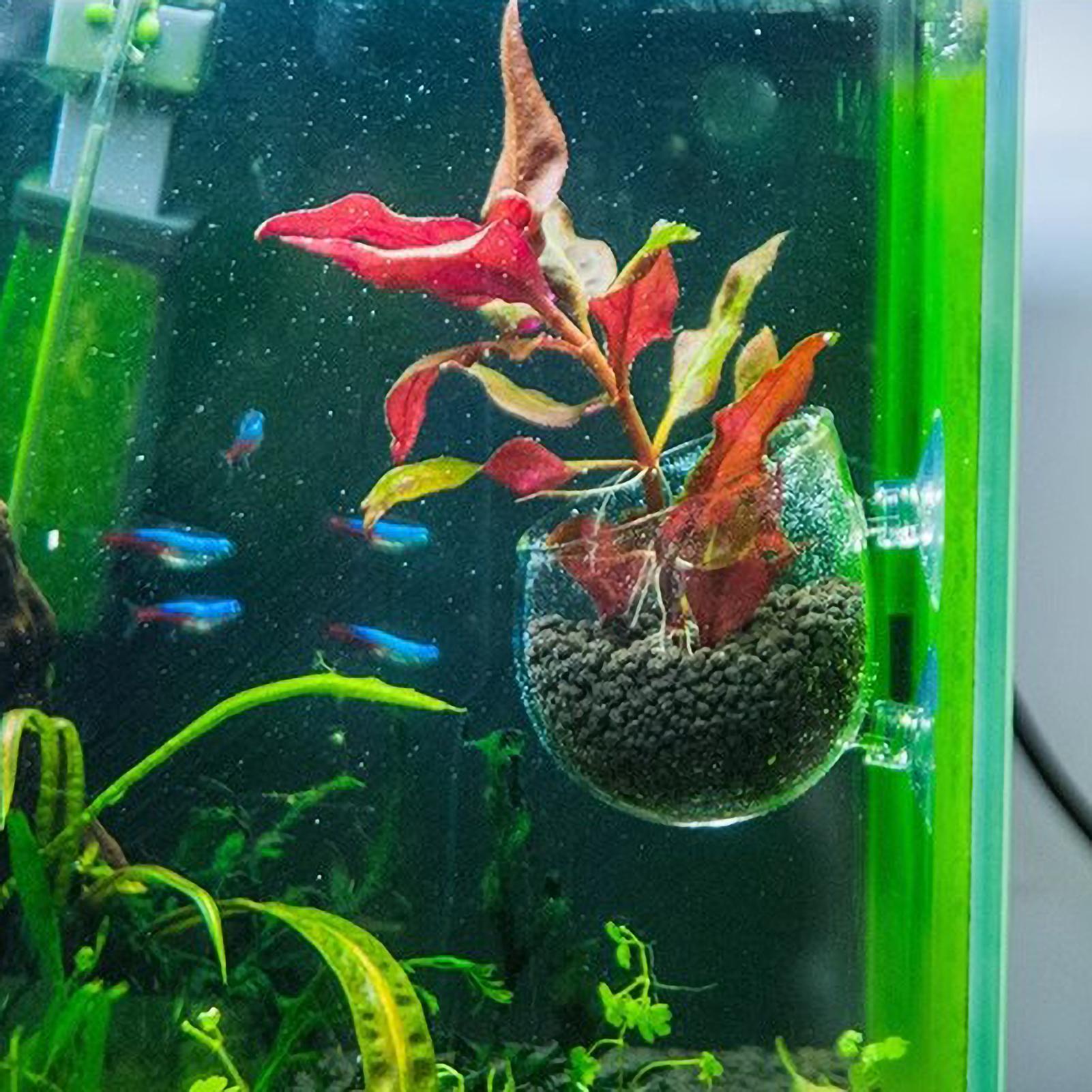 Aquarium Plant Holder Glass Aq - Aquarium Plant Growing recension och pris