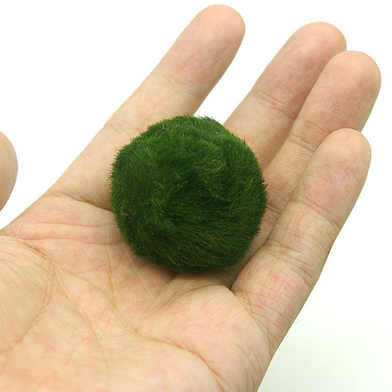 3-4cm Marimo Moss Balls Live A - Aquarium Plant Echinodorus recension och pris