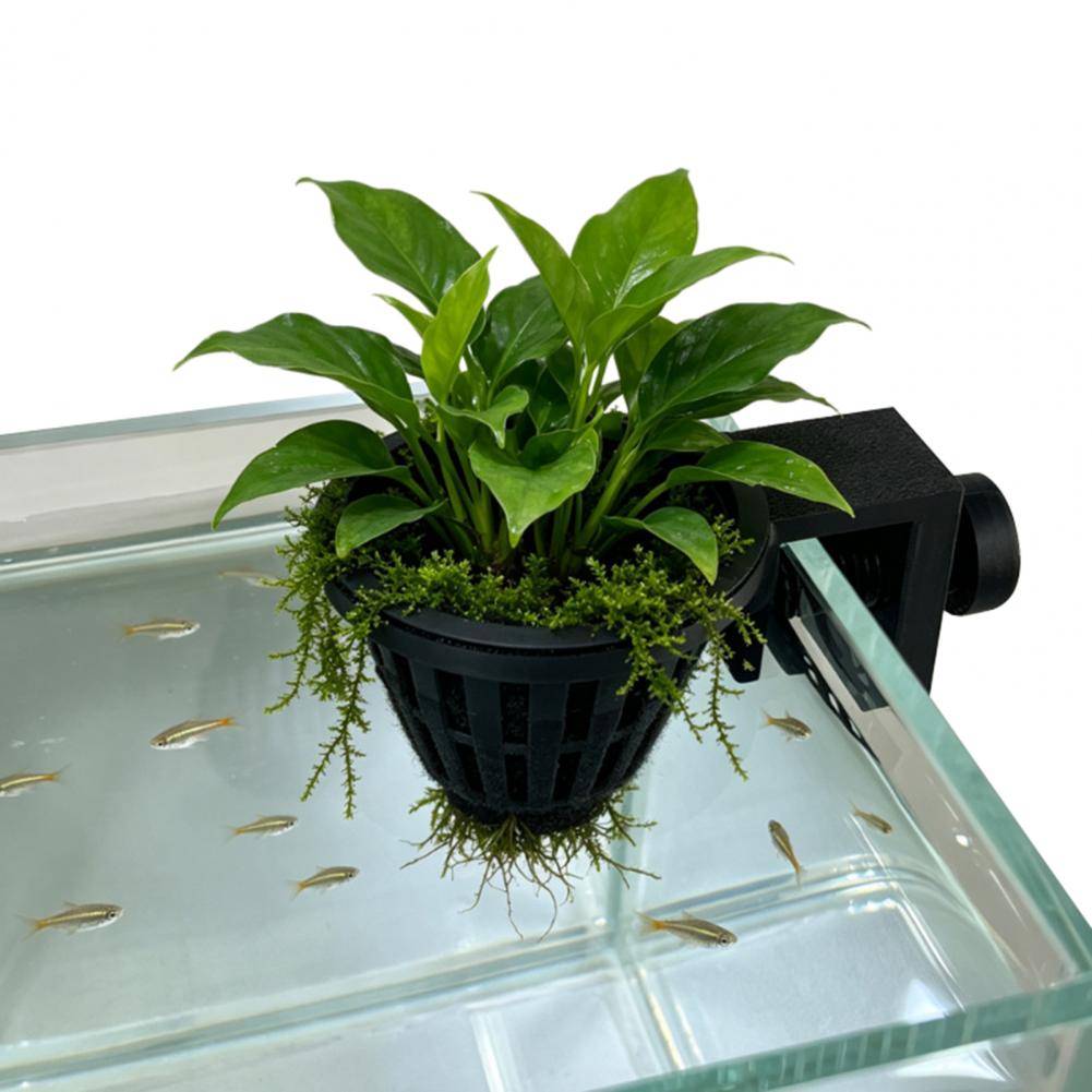 Aquatic Plant Holder Aquarium  - Planted Aquarium Anubias recension och pris