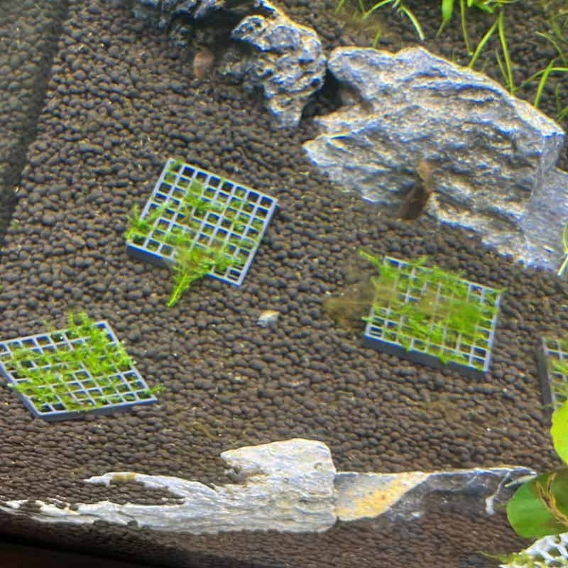 Aquarium Moss Cage Holder Fish - Aquarium Plant Echinodorus recension och pris