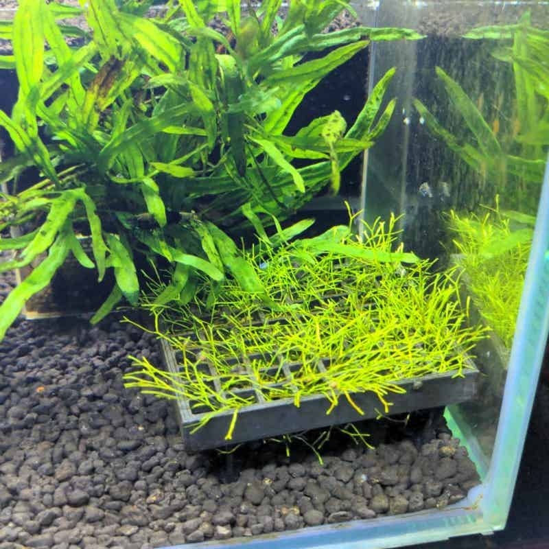 Aquarium Moss Cage Holder Fish - Aquarium Plant Echinodorus recension och pris