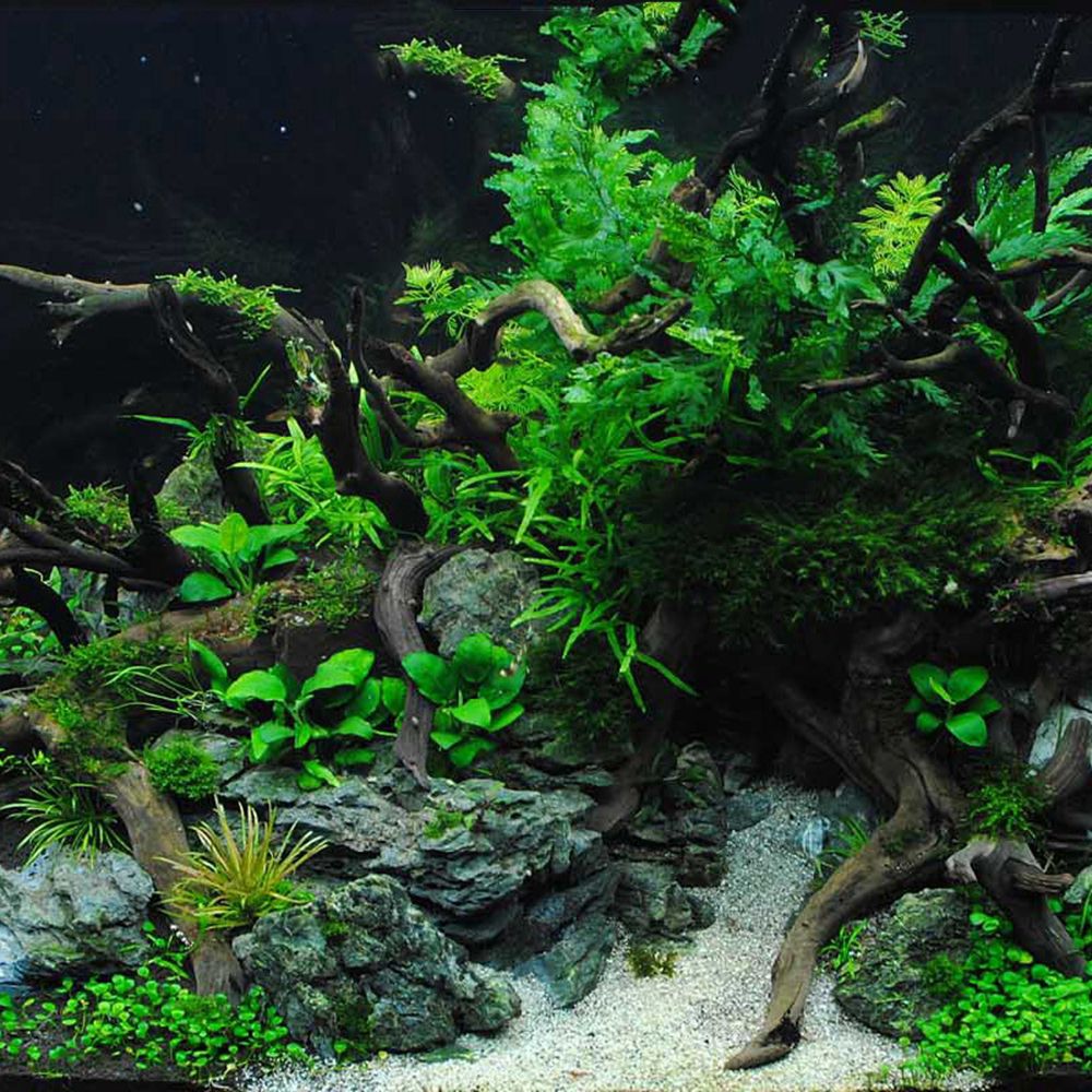 1 Pcs Wood Reptile Fish Tank O - Aquarium Planted Wood recension och pris