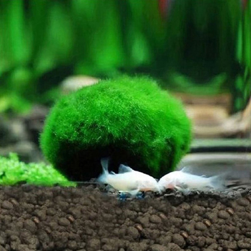 3-4cm Marimo Moss Balls Live A - Aquarium Plant Echinodorus recension och pris