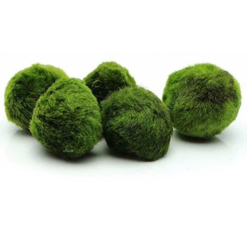 3-4cm Marimo Moss Balls Live A - Aquarium Plant Echinodorus recension och pris
