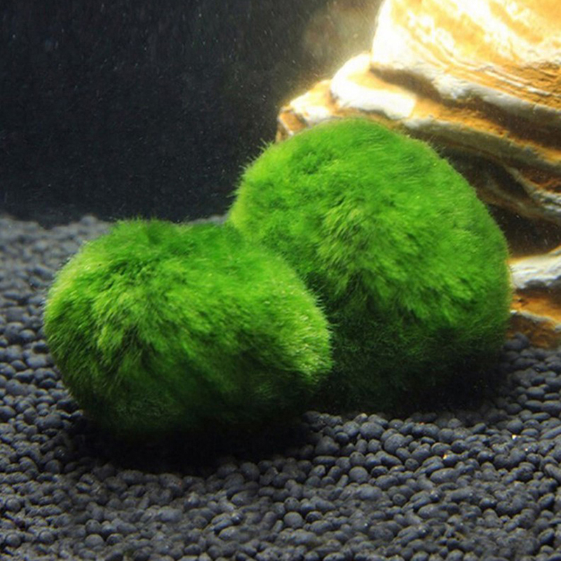 Marimo Moss Balls Live Aquariu - Aquarium Plant Echinodorus recension och pris
