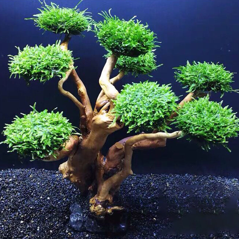 Fish tank greening wood frame  - Aquarium Planted Wood recension och pris