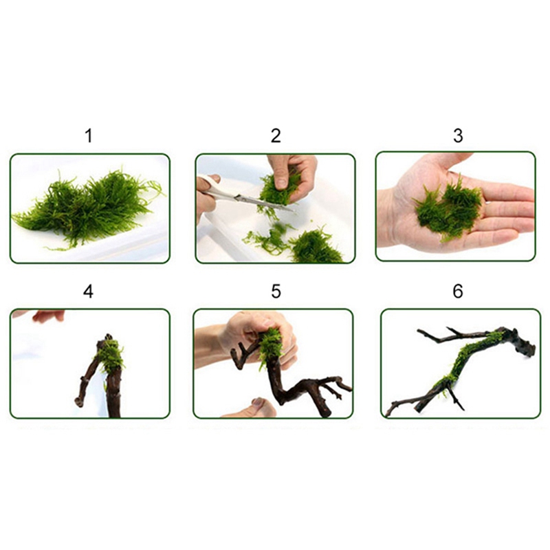 120M DIY Moss Line Binding Lin - Aquarium Plant Echinodorus recension och pris