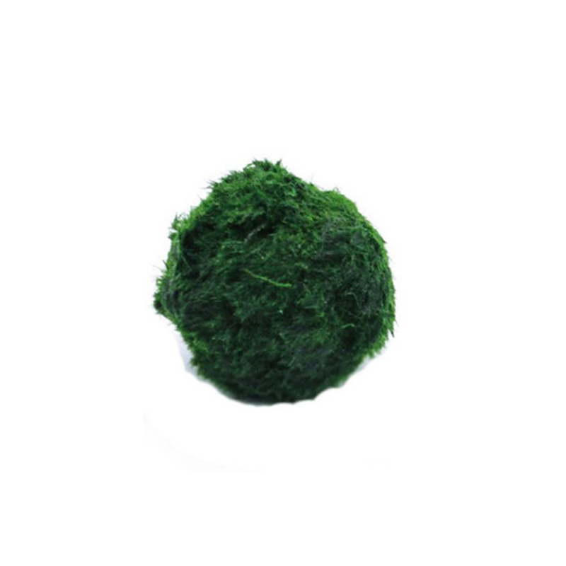 3-4cm Marimo Moss Balls Live A - Aquarium Plant Echinodorus recension och pris